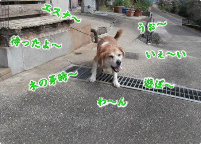 犬①（2019-03-23）