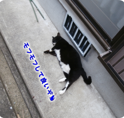 猫①（2019-04-24）