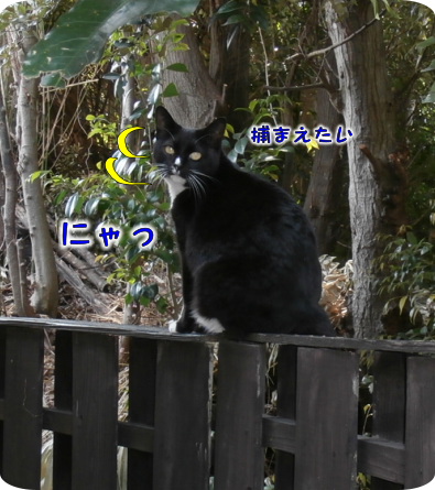 猫②（2019-04-26）