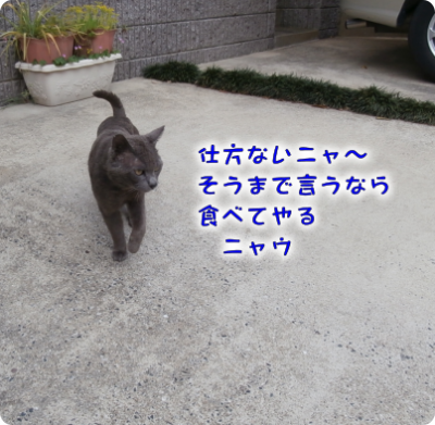 猫①（2019-05-19）
