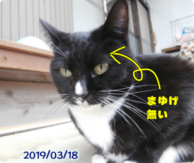 猫①再掲（2019-05-23）