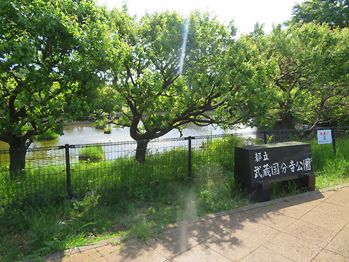 武蔵国分寺公園1