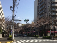 190325中野通り桜2N