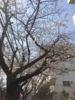 190325中野通り桜4N