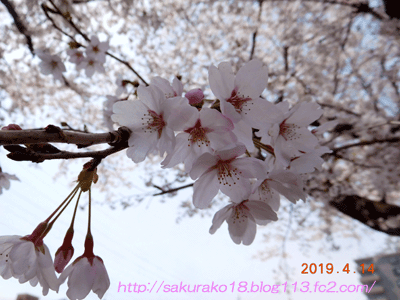 2019-4-14花見1