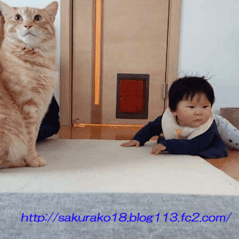 2019-5-15孫と猫3