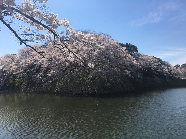 彦根城・お堀の桜