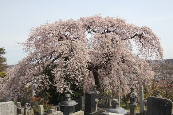 お墓側からの紅枝垂れ桜