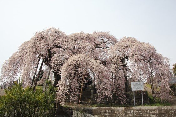 日輪寺の紅枝垂れ桜