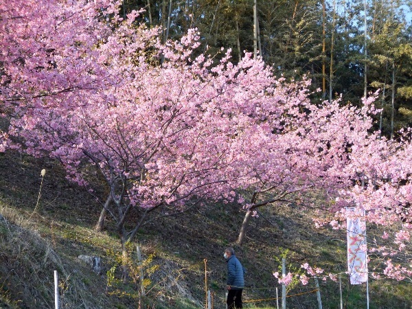 fc2河津桜祭り