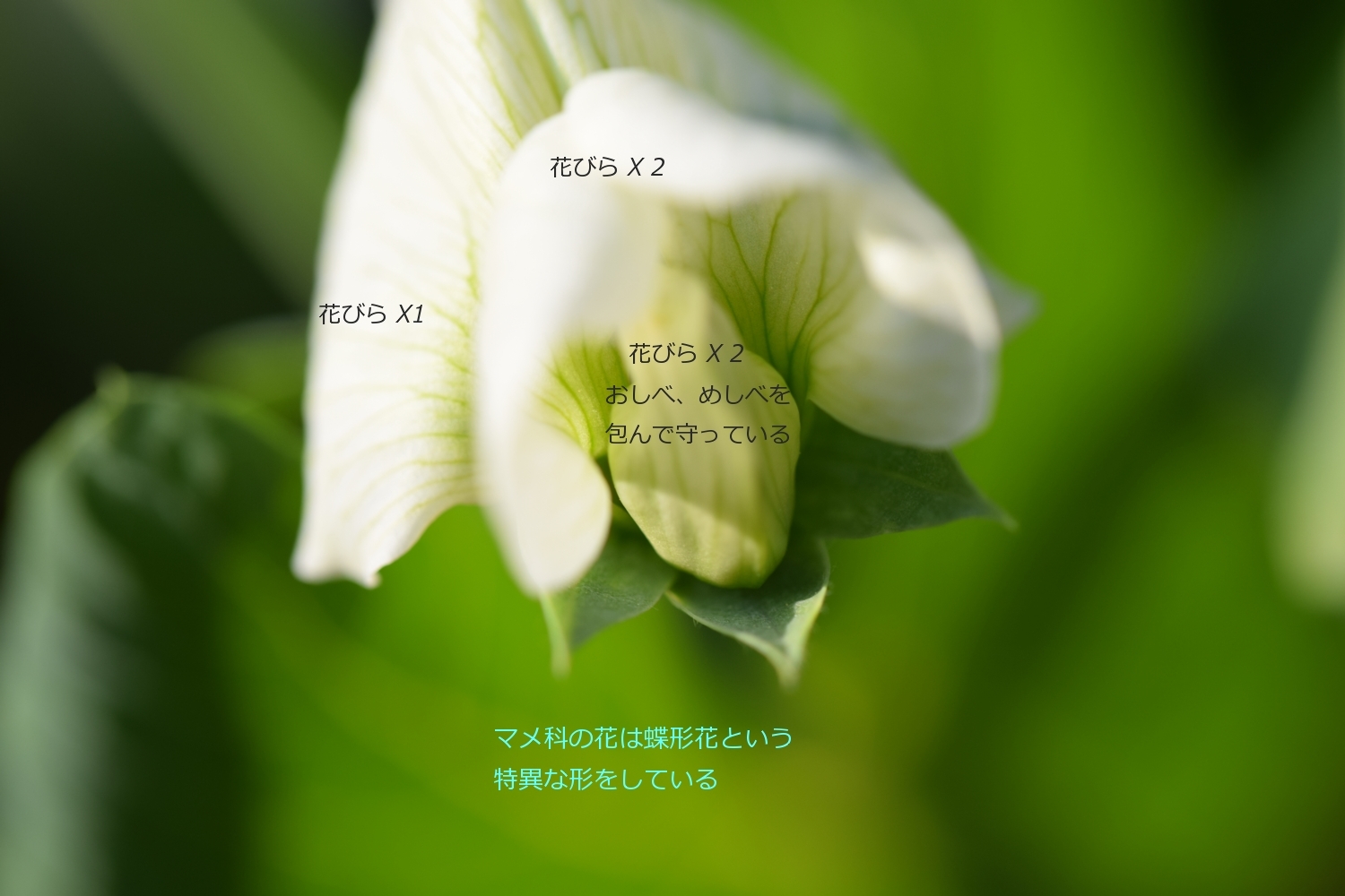 エンドウ豆の花 花 植物