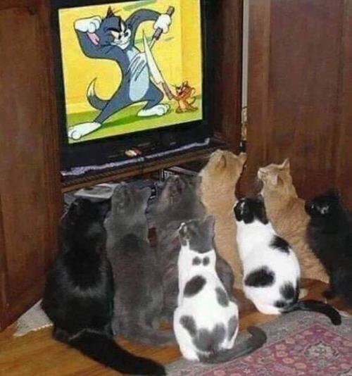 テレビに興味がある猫軍団