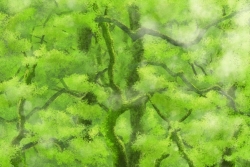 新緑の森林 by マレーナさん