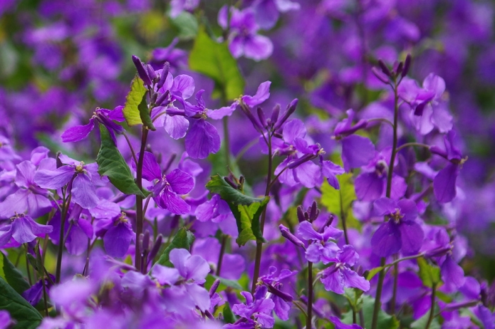 190405一面の紫